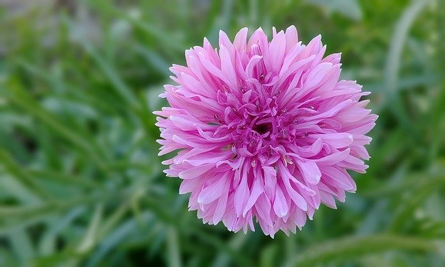 Free download cornflower germany china phone free picture to be edited with GIMP free online image editor