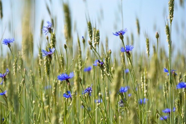 Free download Cornflower Nature Summer -  free photo or picture to be edited with GIMP online image editor