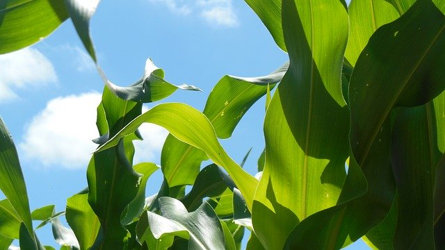 Free download Corn Green Agriculture -  free photo or picture to be edited with GIMP online image editor