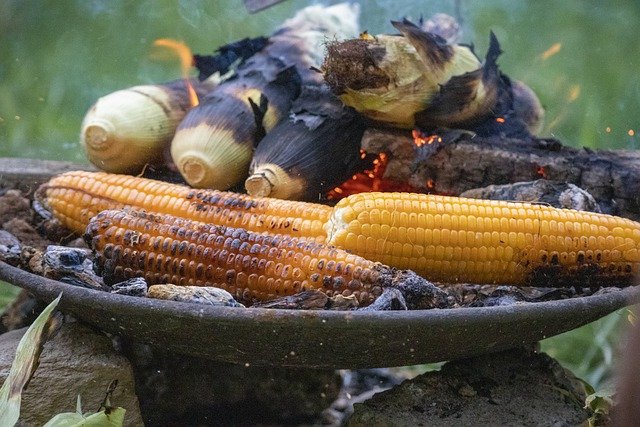 Free download corn grilled corn corn cobs food free picture to be edited with GIMP free online image editor