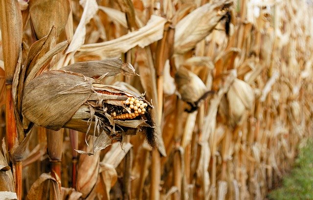 Free download Corn Harvest Field -  free photo or picture to be edited with GIMP online image editor