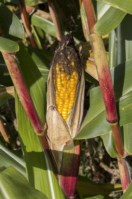 Free download Corn Maize Agriculture -  free photo or picture to be edited with GIMP online image editor