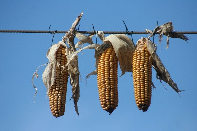 Free download Corn Spikes Agriculture -  free photo or picture to be edited with GIMP online image editor