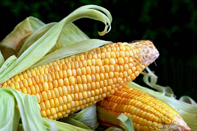 Free download corn sweet corn vegetable food free picture to be edited with GIMP free online image editor