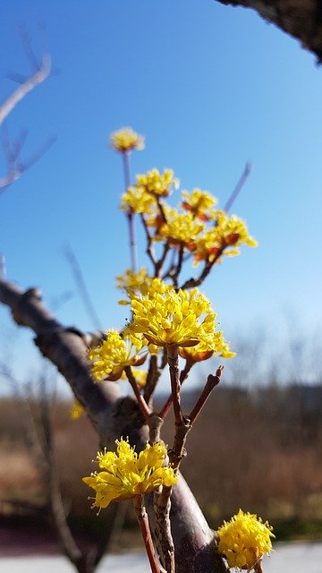 Free download Cornus Flower Spring -  free photo or picture to be edited with GIMP online image editor