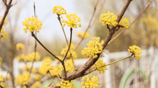 Free download Cornus Fruit Wood -  free photo or picture to be edited with GIMP online image editor