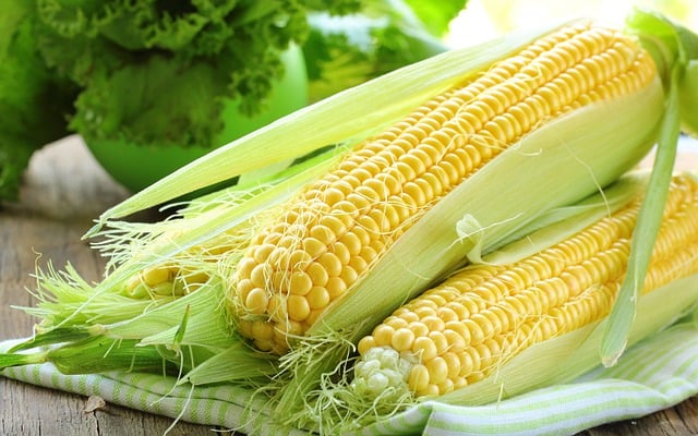 Free download corn vegetables maize plant free picture to be edited with GIMP free online image editor