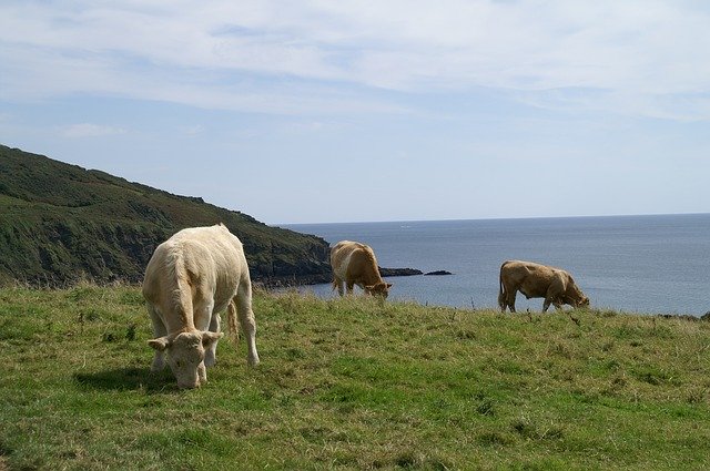 Free download Cornwall Cows Pasture -  free photo or picture to be edited with GIMP online image editor