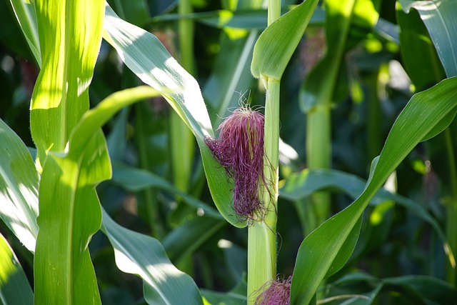 Free download corn zea mays flowering red plant free picture to be edited with GIMP free online image editor