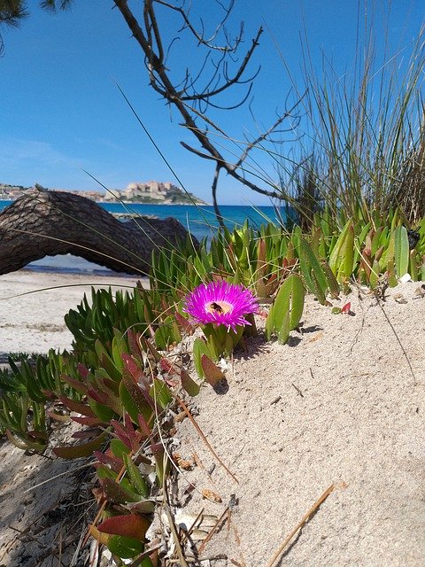 Free download Corsica Calvi Mediterranean -  free photo or picture to be edited with GIMP online image editor