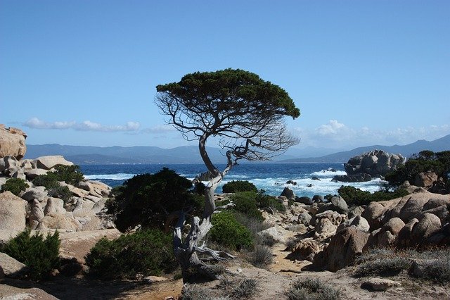 Free download Corsica Tree -  free photo or picture to be edited with GIMP online image editor