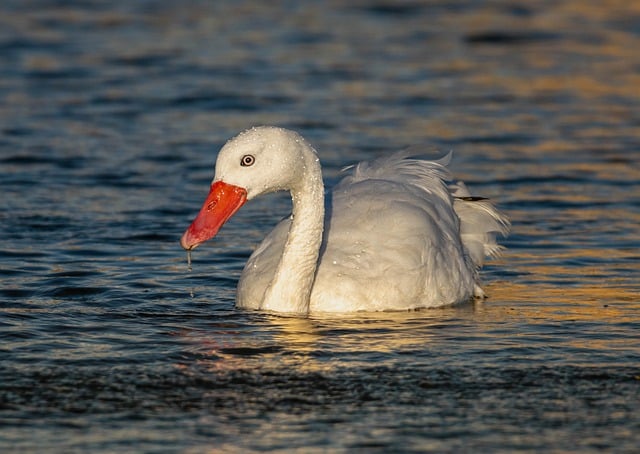 Free download coscoroba swan swan ornithology free picture to be edited with GIMP free online image editor