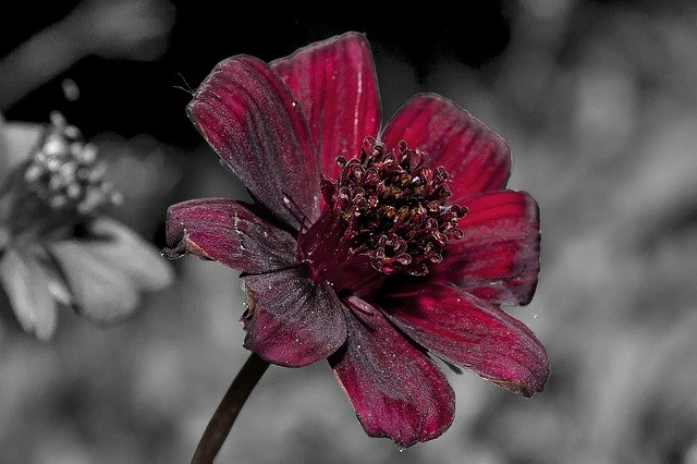 Free download Cosmea Chocolate Flower Blossom -  free photo or picture to be edited with GIMP online image editor