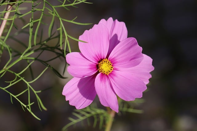 Free download cosmea cosm jewelry basket free picture to be edited with GIMP free online image editor