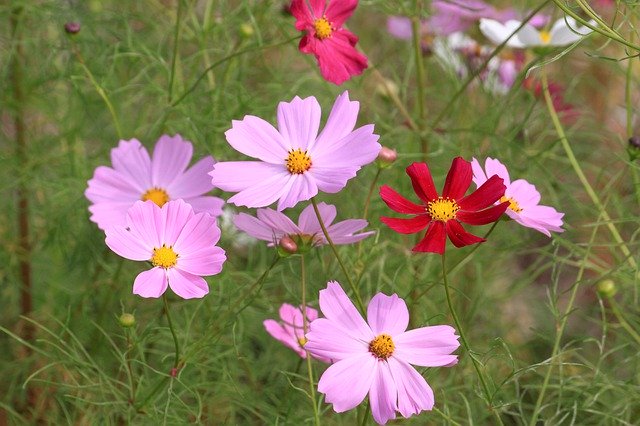 Free download Cosmos Autumn Close-Up -  free photo or picture to be edited with GIMP online image editor