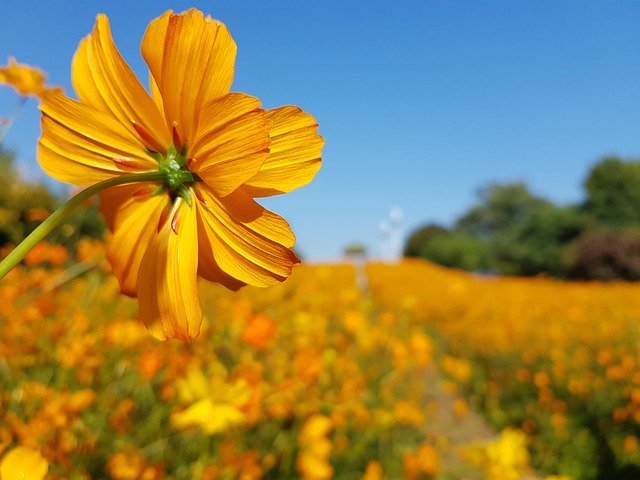 Free download Cosmos Autumn Olympic Park Wild -  free photo or picture to be edited with GIMP online image editor