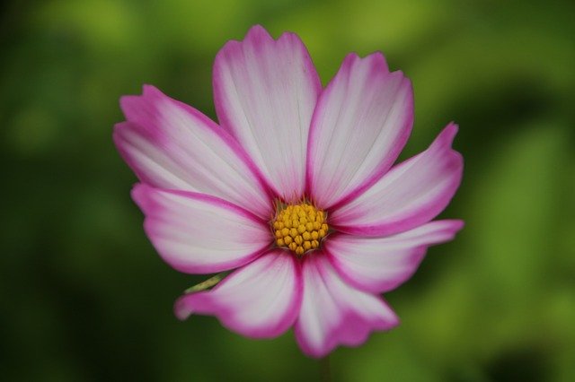 Free download Cosmos Flower Beauty -  free photo or picture to be edited with GIMP online image editor