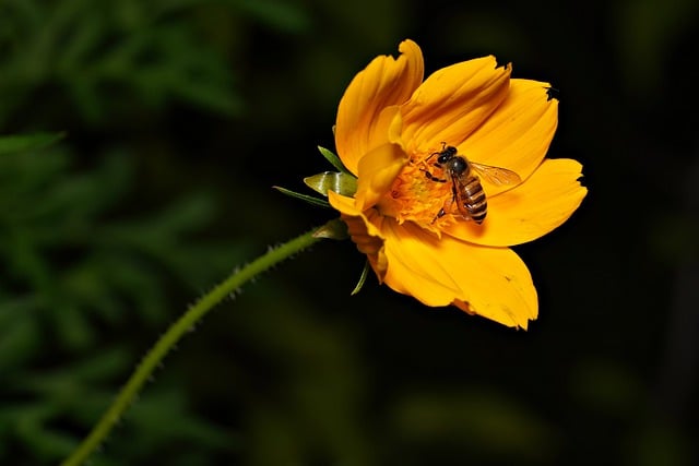 Free download cosmos flower bee insect honey bee free picture to be edited with GIMP free online image editor