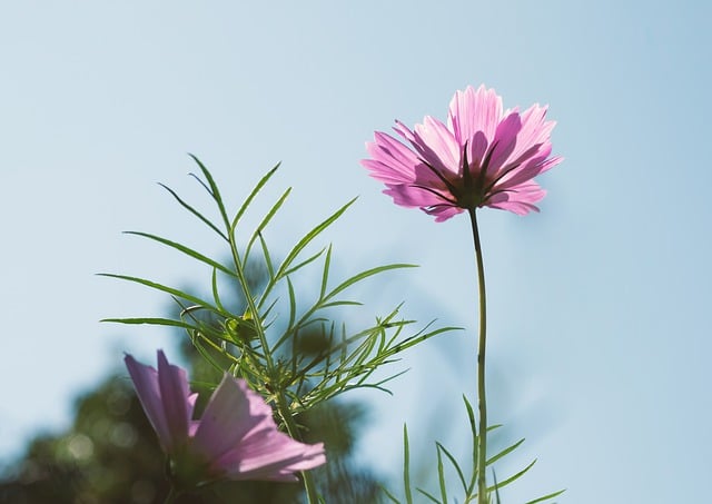 Free download cosmos flower pink flower petals free picture to be edited with GIMP free online image editor