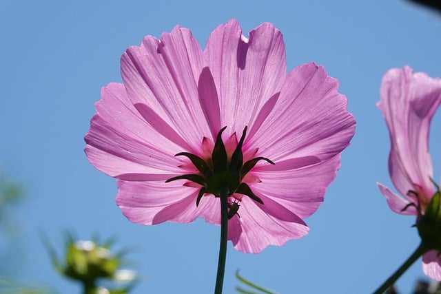 Free download cosmos flower plant blossom bloom free picture to be edited with GIMP free online image editor