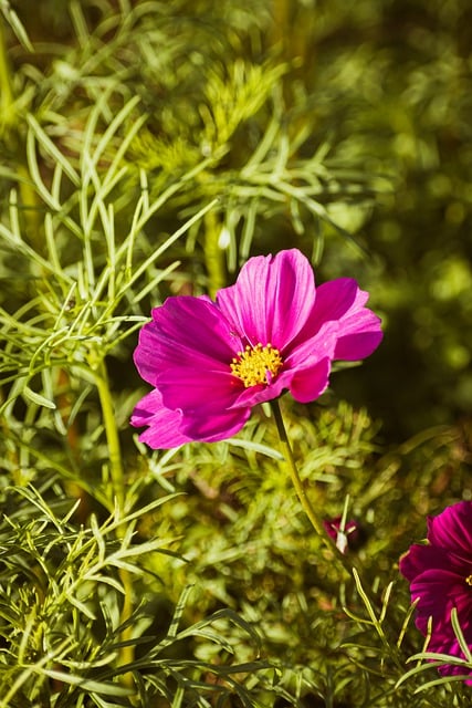 Free download cosmos flower plant garden cosmos free picture to be edited with GIMP free online image editor