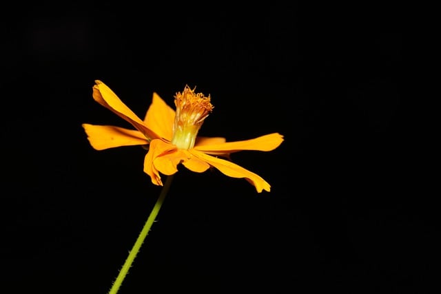 Free download cosmos flower plant orange flower free picture to be edited with GIMP free online image editor