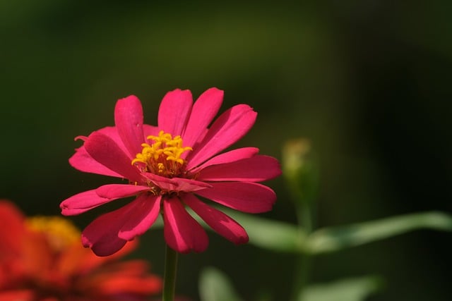 Free download cosmos flower plant petals garden free picture to be edited with GIMP free online image editor