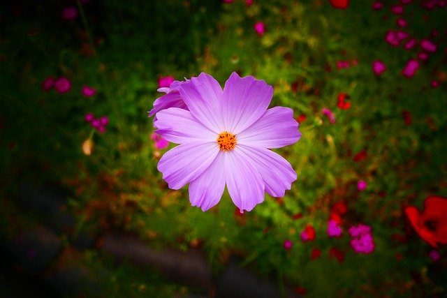 Free download Cosmos Flower Salsa And -  free photo or picture to be edited with GIMP online image editor