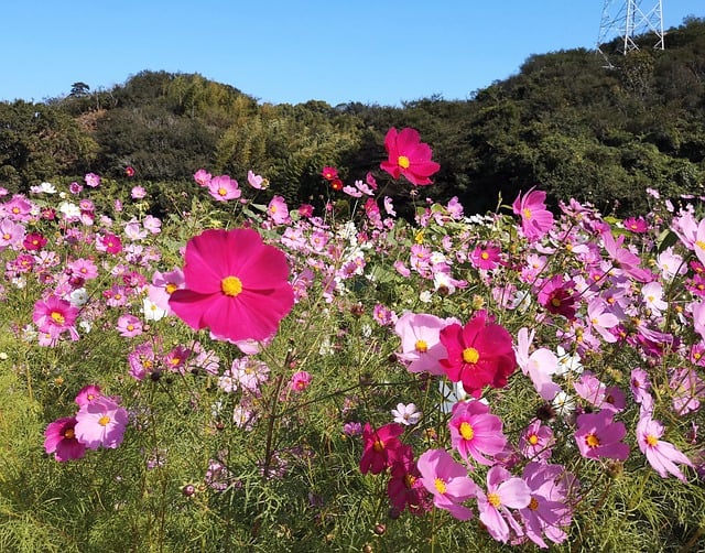 Free download cosmos flowers countryside nature free picture to be edited with GIMP free online image editor