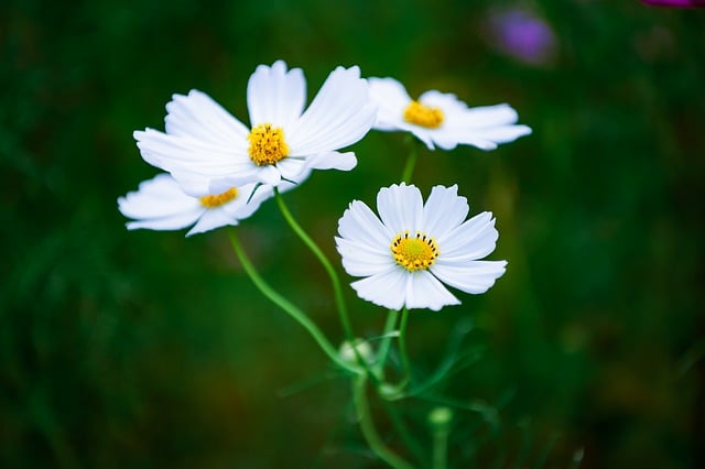 Free download cosmos flowers natural plant free picture to be edited with GIMP free online image editor