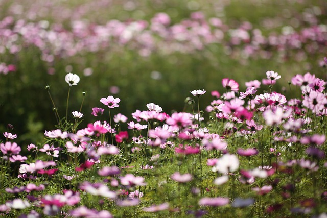 Free download cosmos flowers plants pink flowers free picture to be edited with GIMP free online image editor