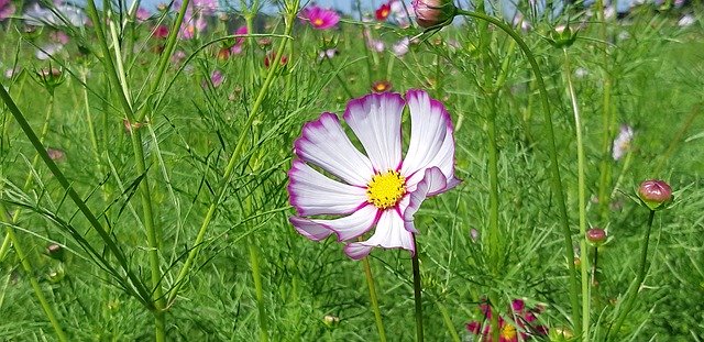 Free download Cosmos Republic Of Korea Flowers -  free photo or picture to be edited with GIMP online image editor