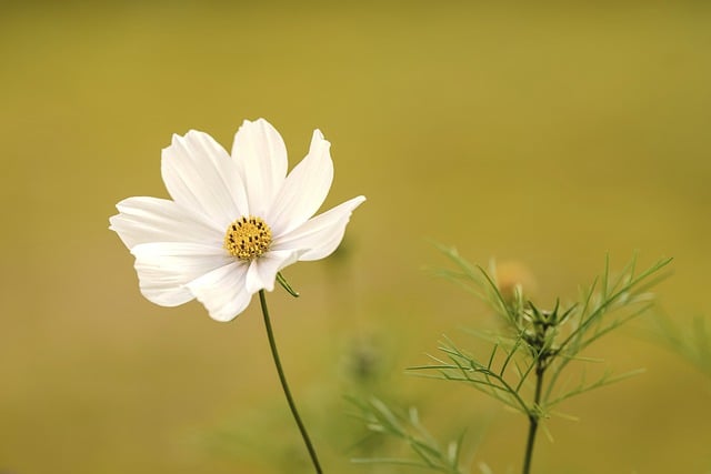 Free download cosmos white flower flower free picture to be edited with GIMP free online image editor