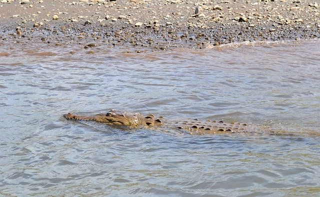 Free download Costa Rica Croc Crocodile -  free photo or picture to be edited with GIMP online image editor