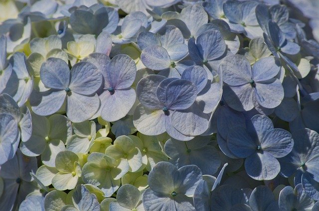 Free download Costa Rica Flowers Hydrangeas -  free photo or picture to be edited with GIMP online image editor