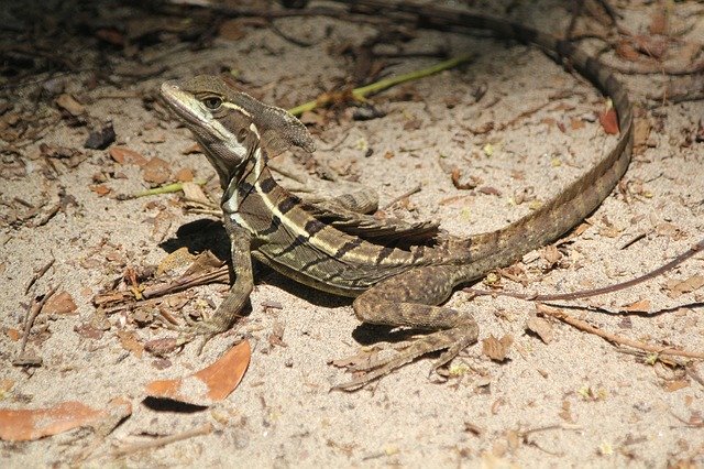 Free download Costa Rica Lizard Reptile -  free photo or picture to be edited with GIMP online image editor