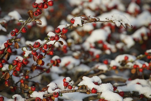 Free download cotoneaster berries red berries free picture to be edited with GIMP free online image editor