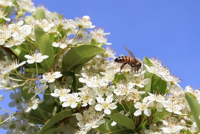 Free download cotoneaster white flowers bee free picture to be edited with GIMP free online image editor