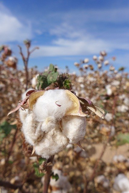 Free download Cotton Flower Field -  free photo or picture to be edited with GIMP online image editor