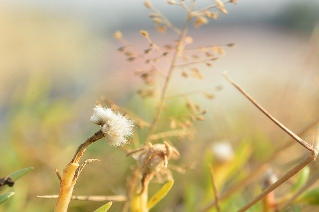 Free download Cotton Plant Breeze -  free photo or picture to be edited with GIMP online image editor