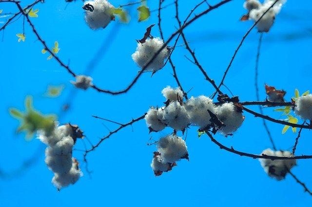 Free download Cotton Plant Seed -  free photo or picture to be edited with GIMP online image editor