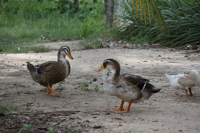 Free download Couple Of Ducks Three Two -  free photo or picture to be edited with GIMP online image editor