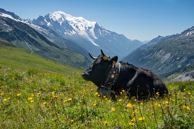 Free download cow alps alpine meadows livestock free picture to be edited with GIMP free online image editor