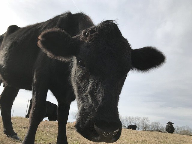 Free download Cow Angus Cattle -  free photo or picture to be edited with GIMP online image editor