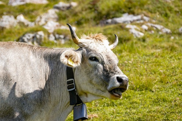 Free download cow animal meadow alpine cow free picture to be edited with GIMP free online image editor