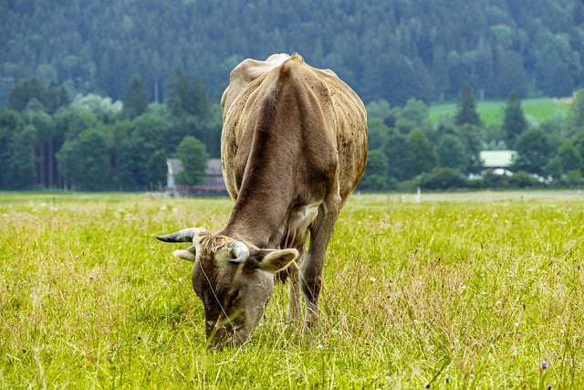 Free download cow animal pasture meadow cattle free picture to be edited with GIMP free online image editor