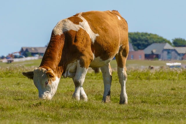 Free download cow animal pasture meadow grazing free picture to be edited with GIMP free online image editor