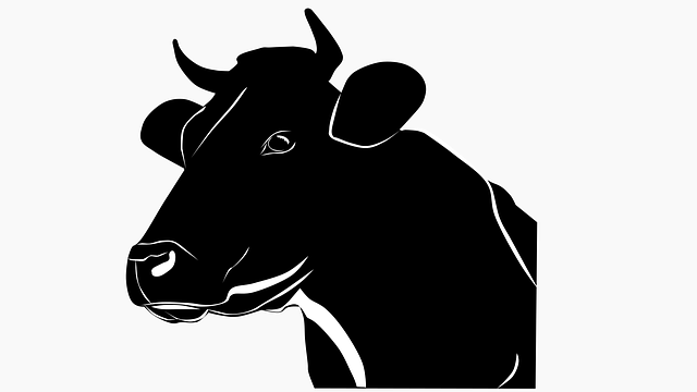 Free download Cow Animal Scot - Free vector graphic on Pixabay free illustration to be edited with GIMP free online image editor