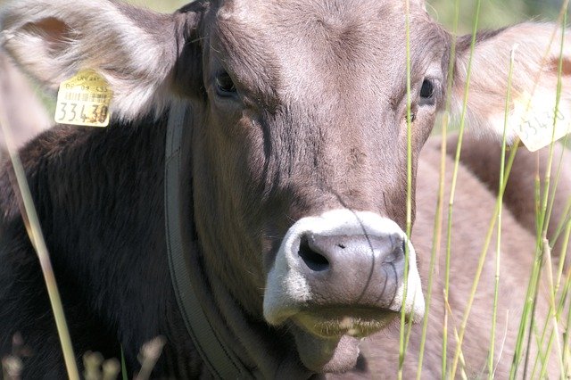 Free download Cow Beef Brown -  free photo or picture to be edited with GIMP online image editor