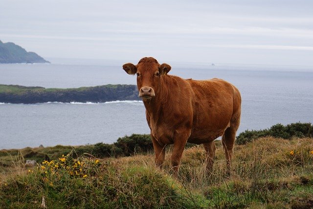 Téléchargement gratuit du modèle photo gratuit Cow Beef Cattle à éditer avec l'éditeur d'images en ligne GIMP